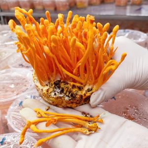 Đông trùng hạ thảo sấy thăng hoa